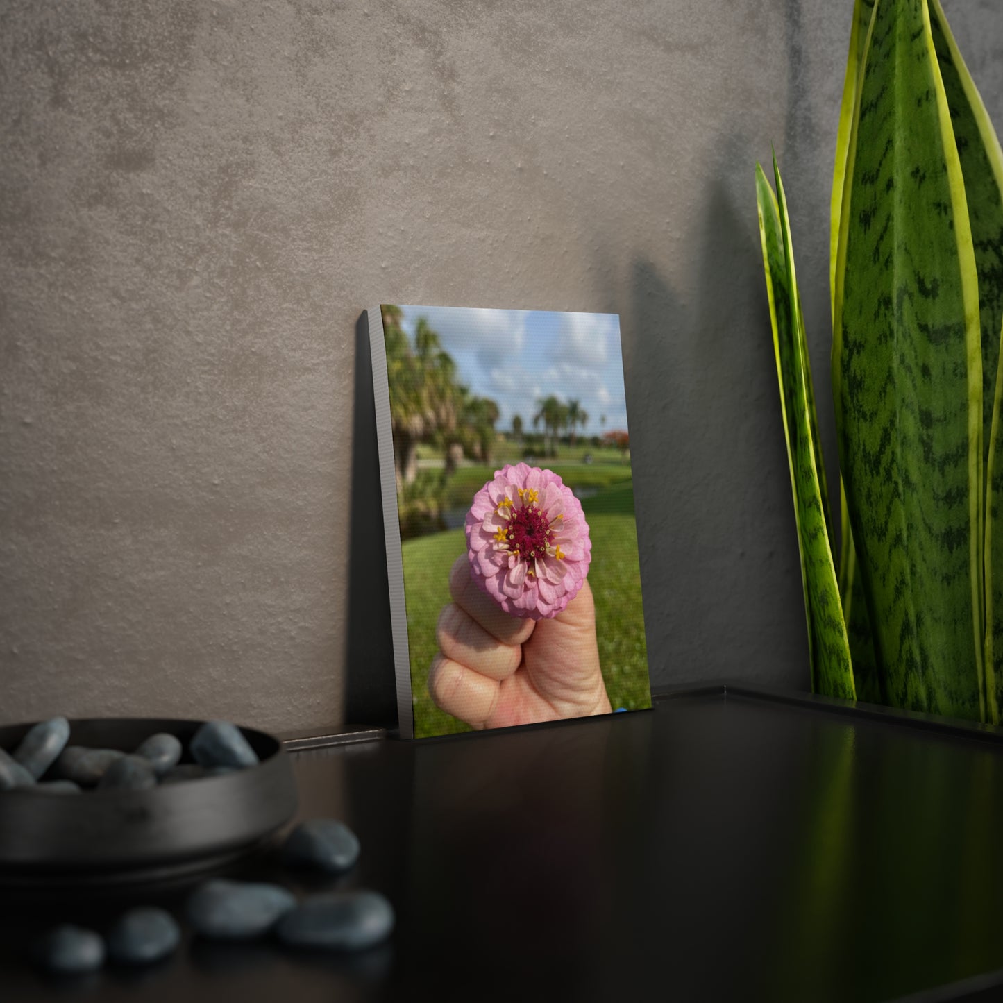 Fresh Zinnia in Hand Canvas