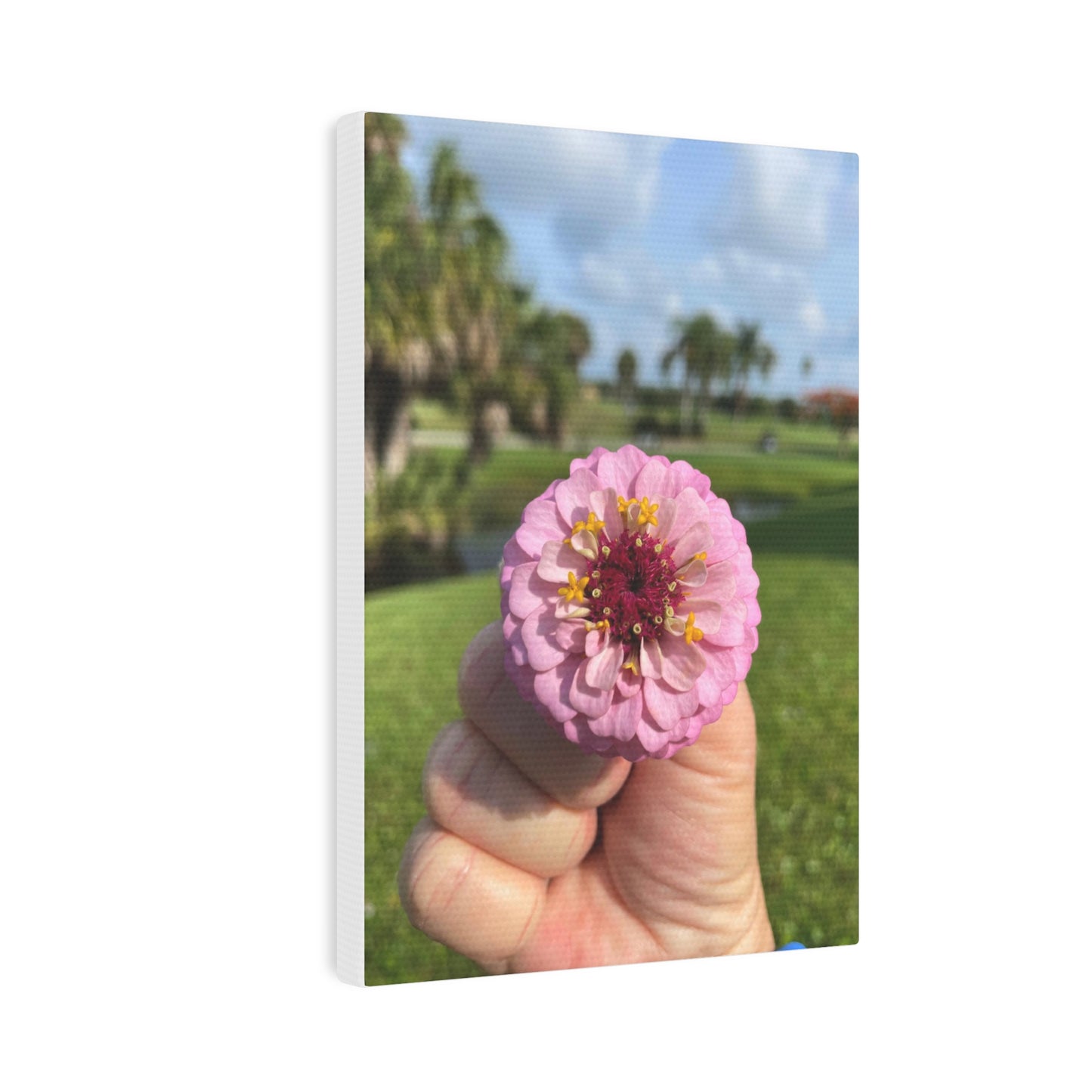 Fresh Zinnia in Hand Canvas