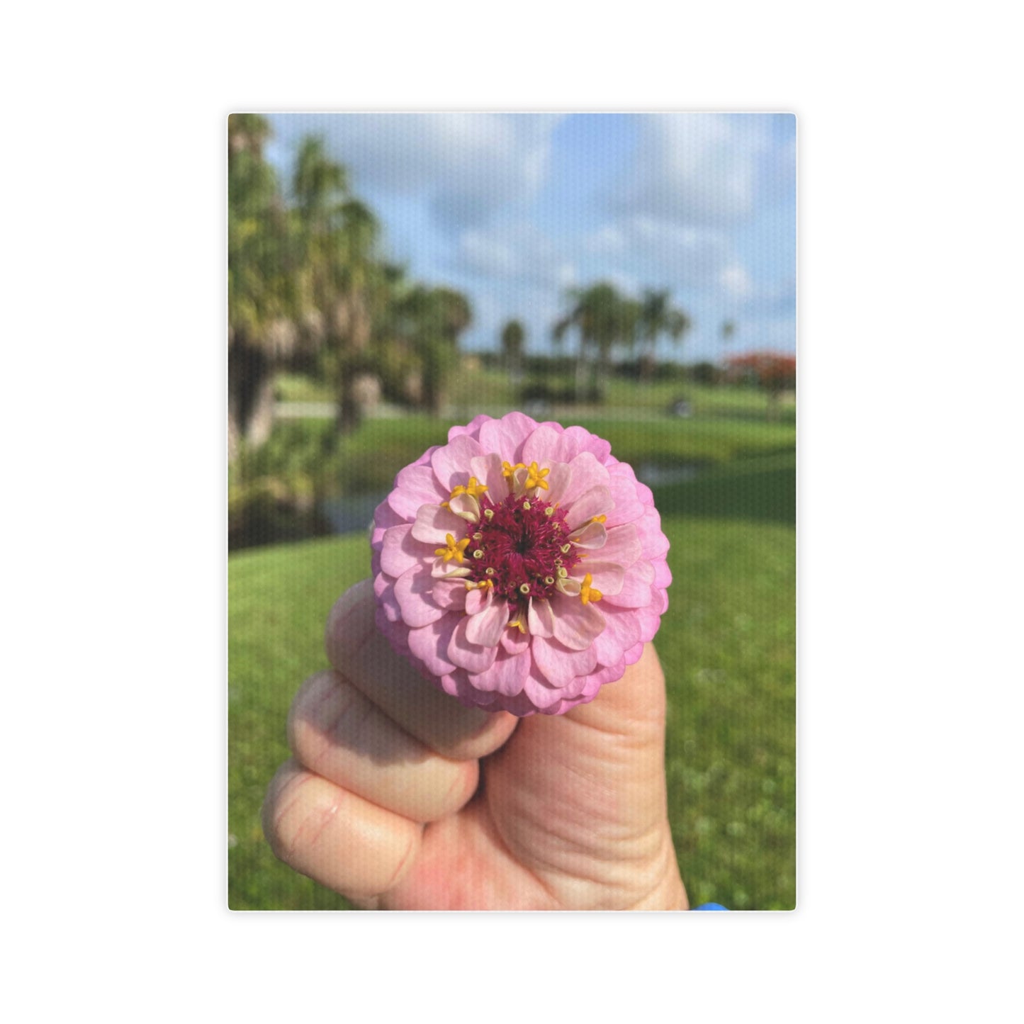 Fresh Zinnia in Hand Canvas